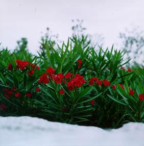 12 �L�̕l�E��̕����̂��΂�