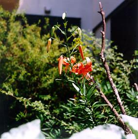 18  ���܂�(�����̒�ɍ炢�Ă���)