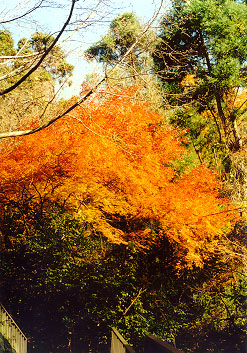 �P�[�u���J�[����̎�O