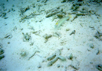 �Ȃ񂩂�����?