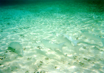 ���p�ɂ�����{��