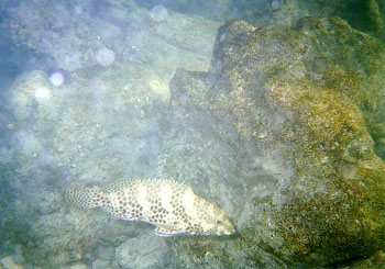 �ӂӁA�����Ȃ��͂�...