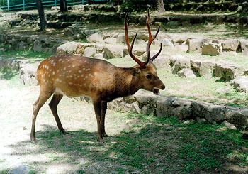 �����Ƃ�񂶂�A����`