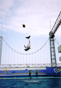 �N�������p����